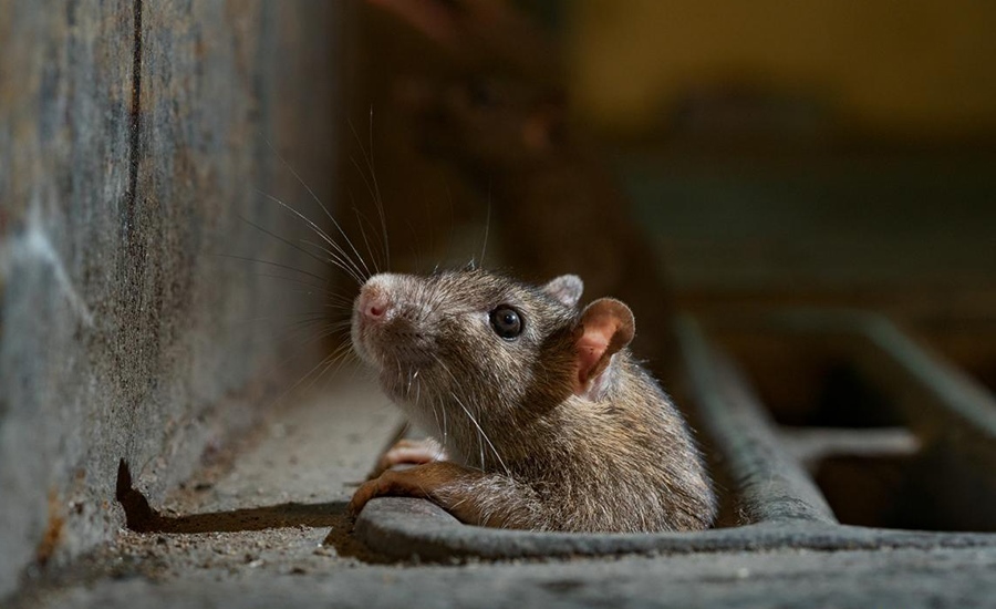 青岛灭老鼠公司带你看超市老鼠防制的难点和痛点
